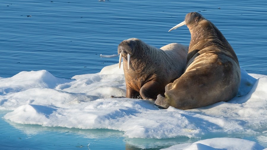 Spitzbergen im Frühling – die Rückkehr der Sonne | MS FRAM